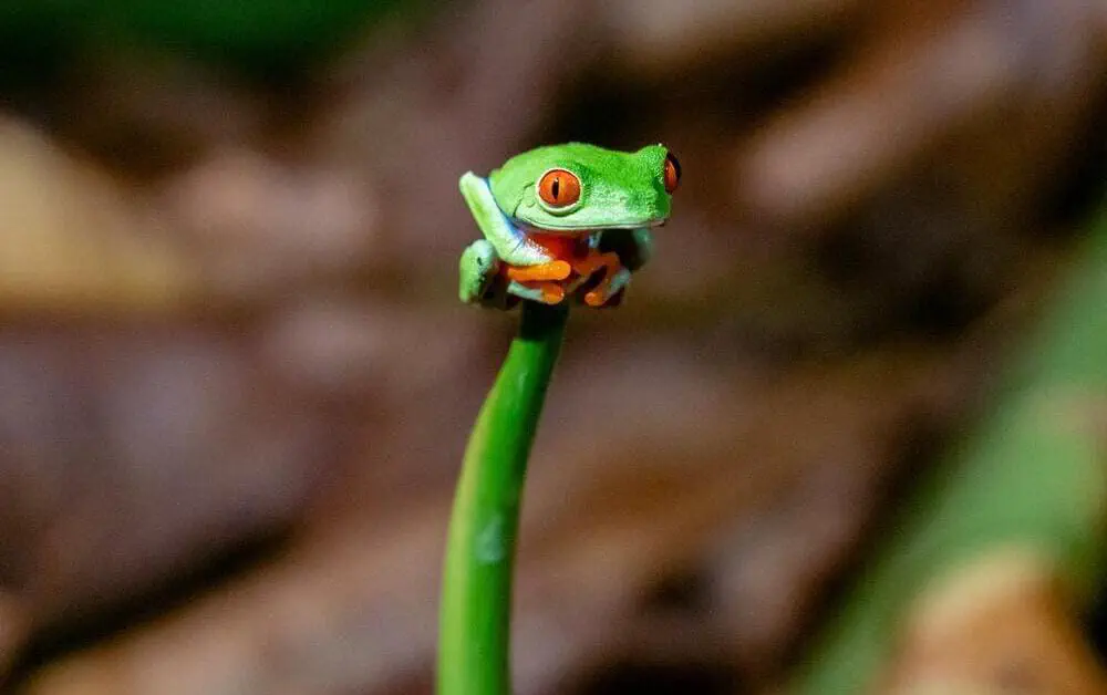 Top-5 Suggestions to Improve Your Educational Mobile App